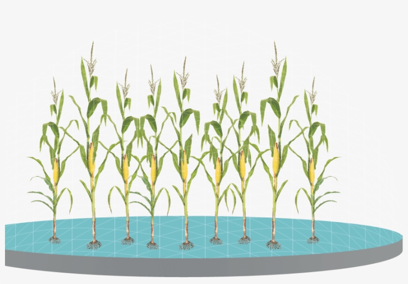 Control Weeds With Glyphosate Applications - Sweet Grass, transparent png #3011704