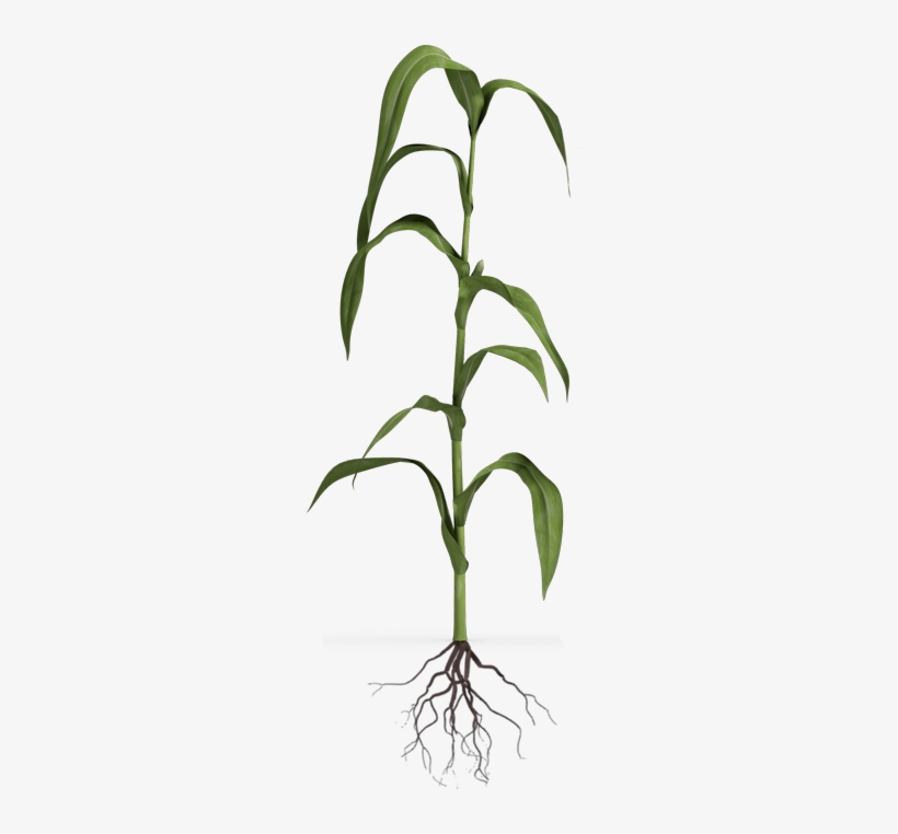 Vegetative - Grass, transparent png #3011807