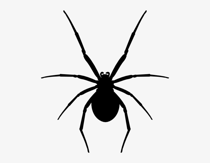 Katipo-silhouette - Katipo Spider New Zealand, transparent png #3012448