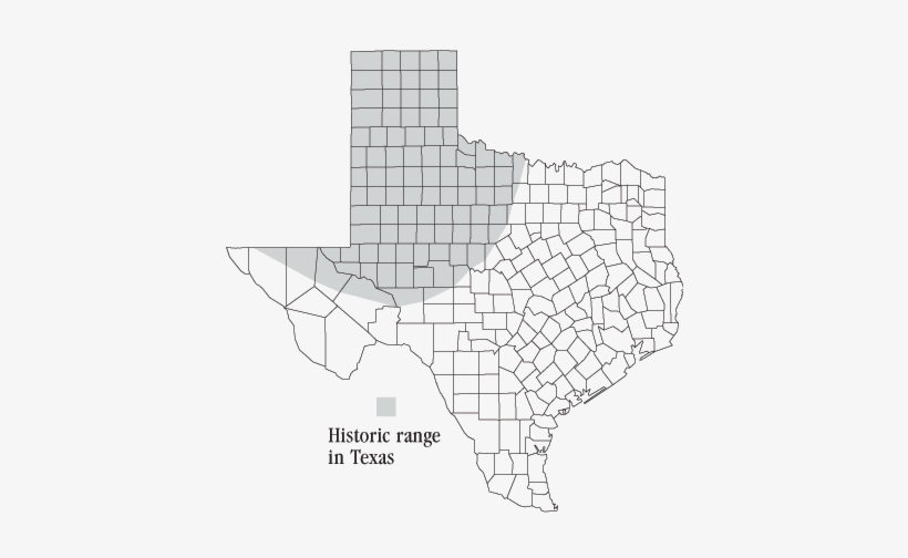 Distribution Of The Black-footed Ferret - Black Capped Vireo Range, transparent png #3012456