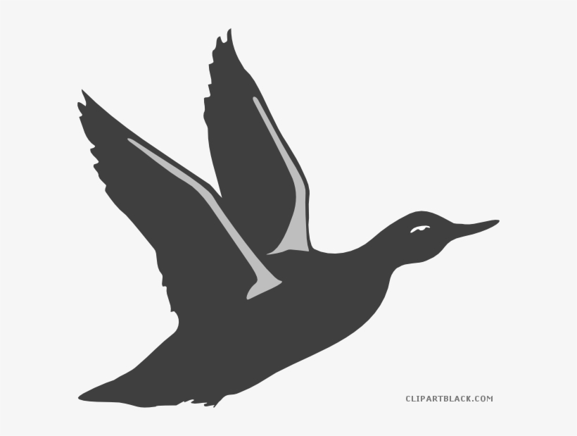 Duck Silhouette Animal Free Black White Clipart Images - Bird Taking Off Clipart, transparent png #3012829