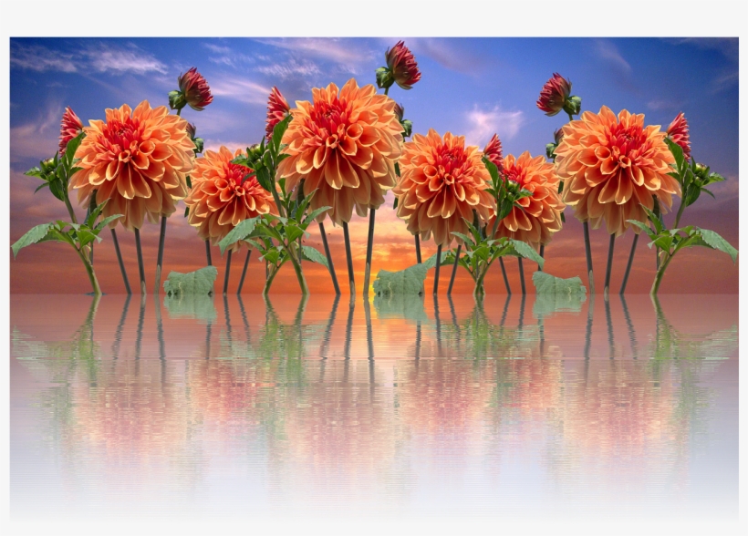 Dahlias Autumn Dahlia Garden - Note Cards (pk Of 20), transparent png #3013922