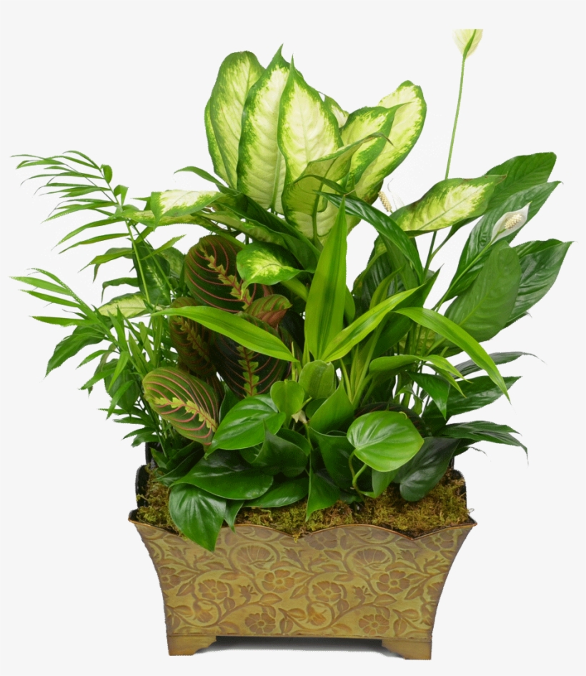 Classic Dish Garden - Garden, transparent png #3014253