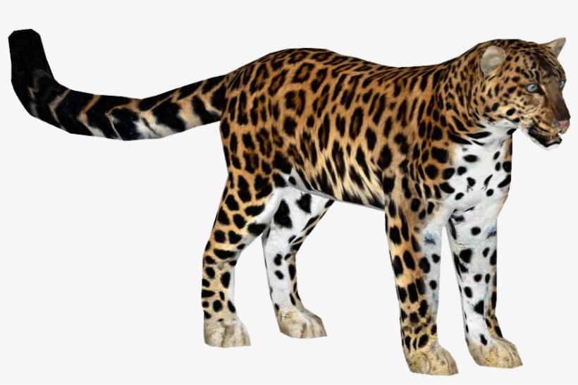 Leopardamur Slice - Zoo Tycoon 2 Arabian Leopard, transparent png #3014852
