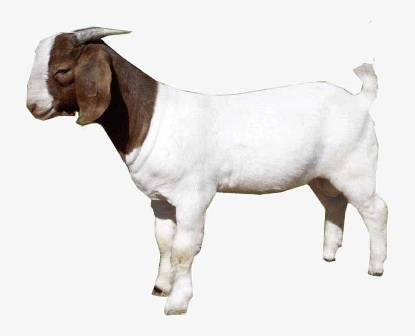 Free Png Goat Png Images Transparent - Goat Png, transparent png #3015121