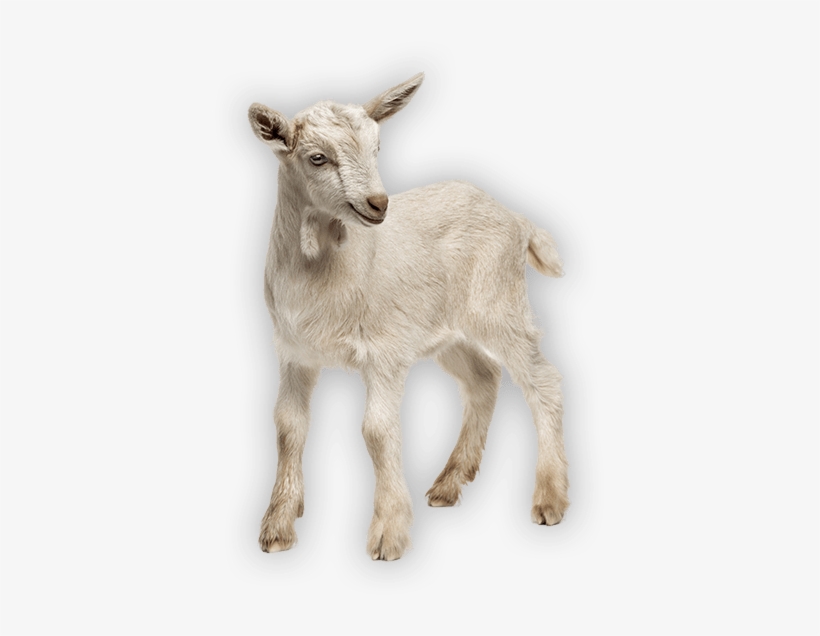 Antahi Trust Tuber Lamb - Stock Photography, transparent png #3015312
