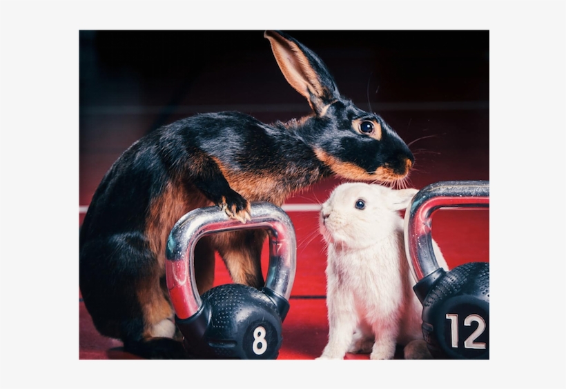 Rabbit Easter Myfit Fitness Dumbells Blog - Easter Gym Bunny, transparent png #3016816
