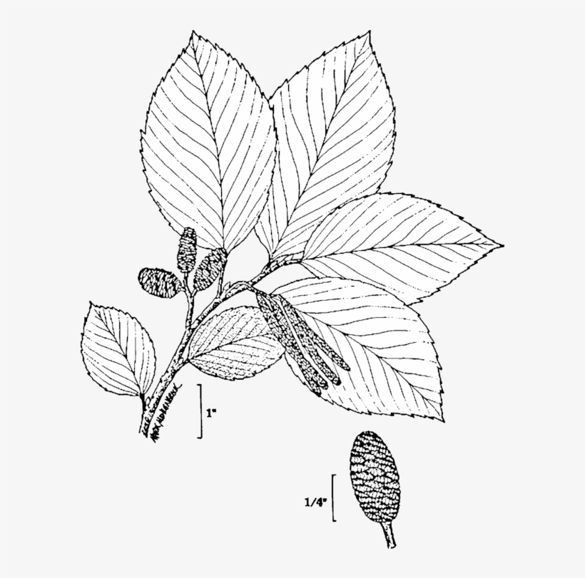 Alnus Incana Drawing 2 - Alnus Incana, transparent png #3017895