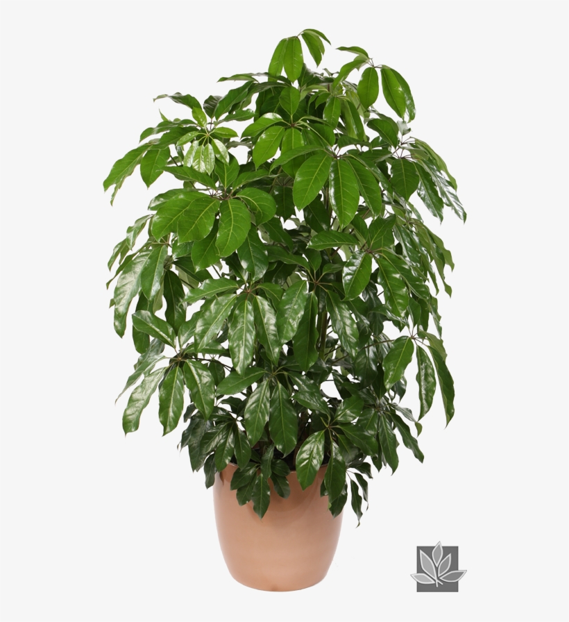 Shefalera Plant Photos - Schefflera Actinophylla Png, transparent png #3017930