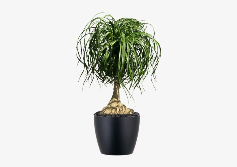 Plant In Black Container Beacarnea Recurvata Ponytail - Pony Tail Plant Png, transparent png #3017951