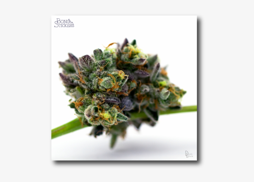 Vector Freeuse Fog City Weed Sticker - Pineapple, transparent png #3017975