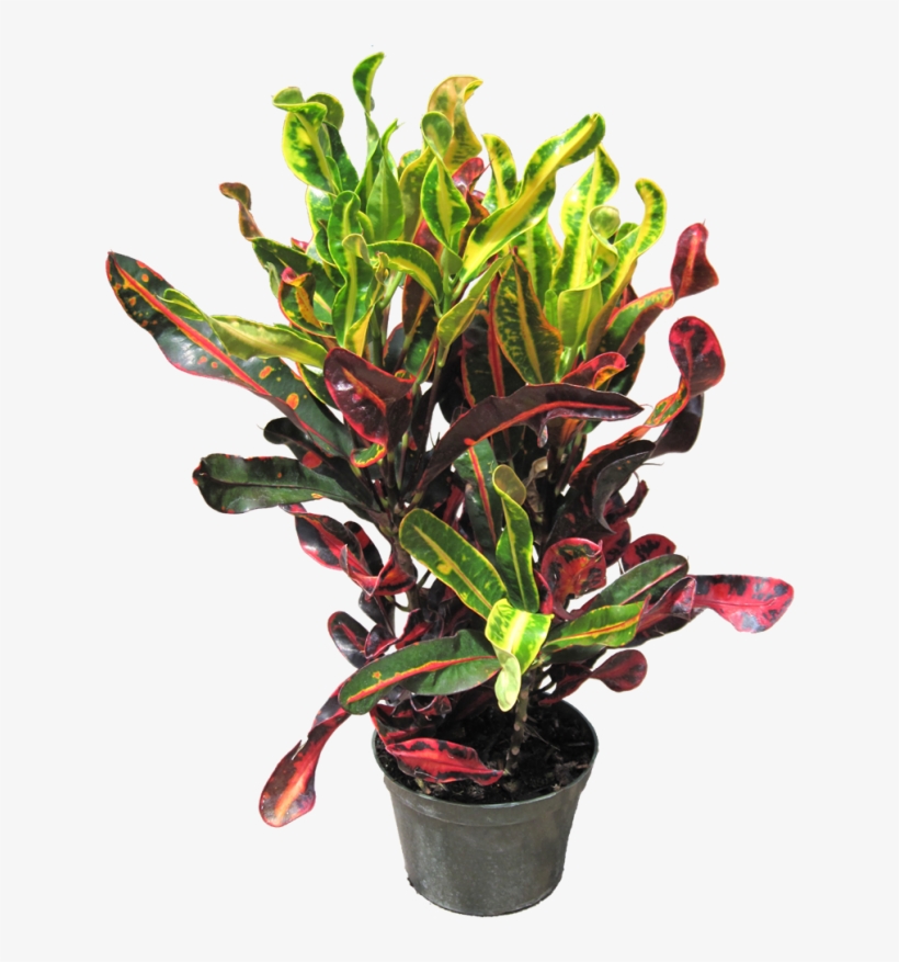 Tropical Indoor Office Plants, Indoor Plants, Croton - Hirt's Gardens Mamey Croton - 6" Pot - Colorful House, transparent png #3018051