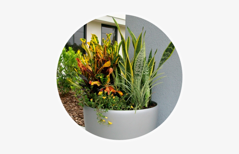 Phone Plant-benefit - Flowerpot, transparent png #3018057