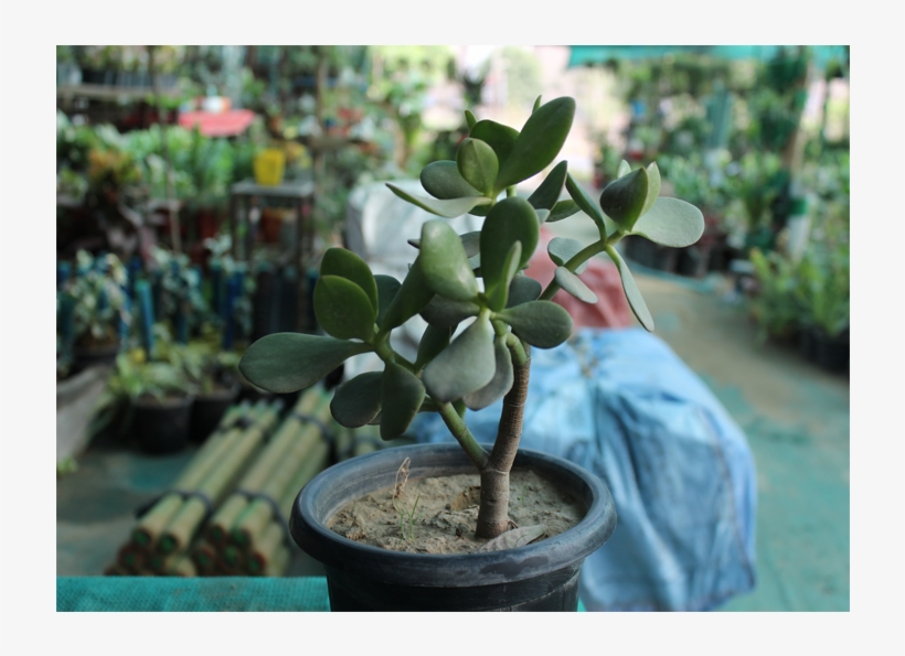 Plants For Office Desk - Flowerpot, transparent png #3018088