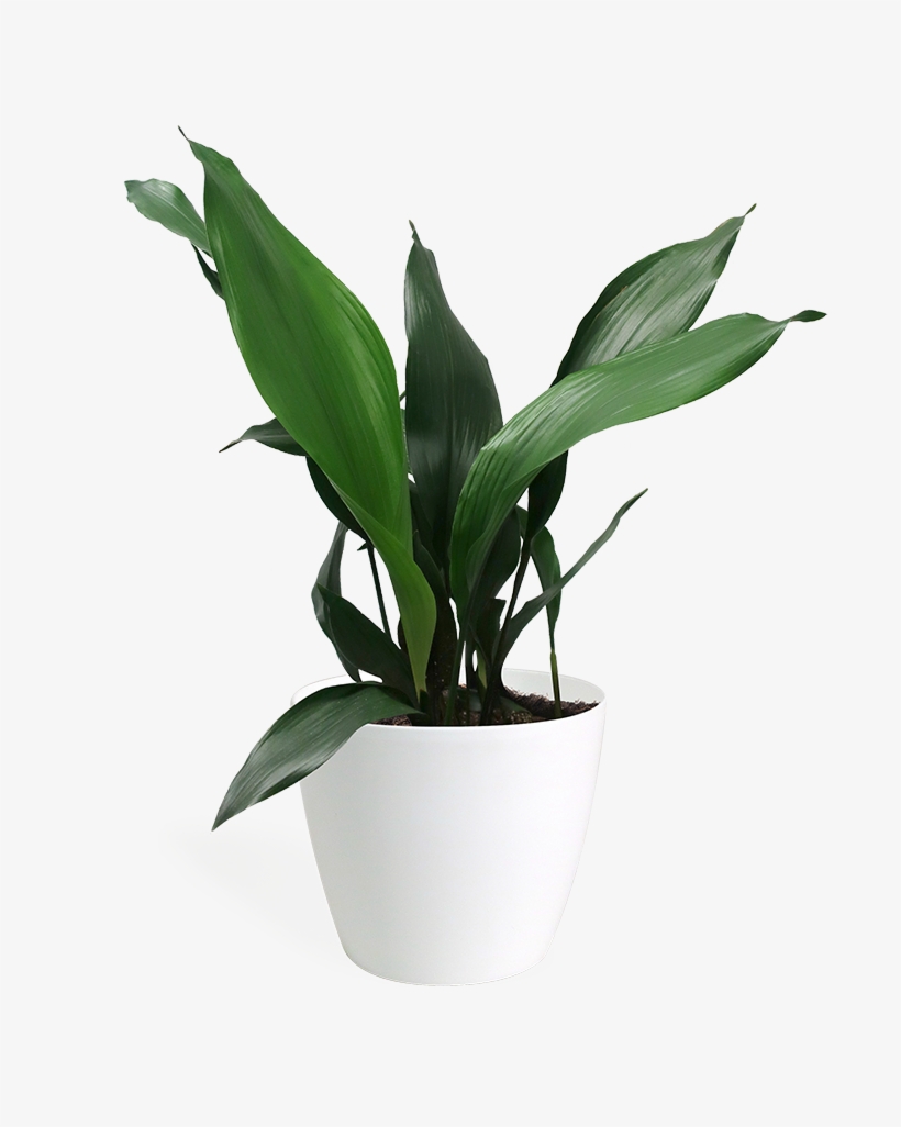Aspidistra Large - Aspidistra, transparent png #3018117