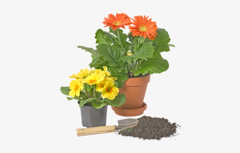 Throughout The Year We Carry A Wide Variety Of Green - Garden Design, transparent png #3018241