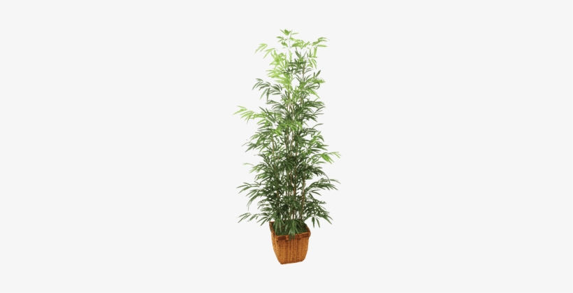 Silk Bamboo Tree - Transparent Bamboo Tree Pot Png, transparent png #3018261