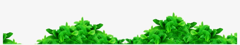 Spearmint, transparent png #3018320