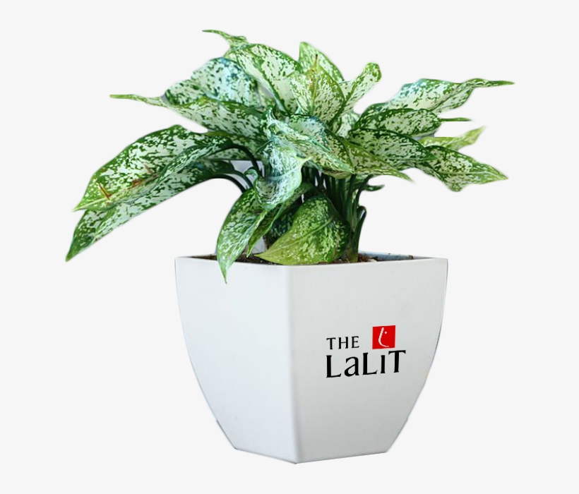 Gift Serene Plants With Corporate Imprinted Vase - Plants For Corporate Gifts, transparent png #3018525