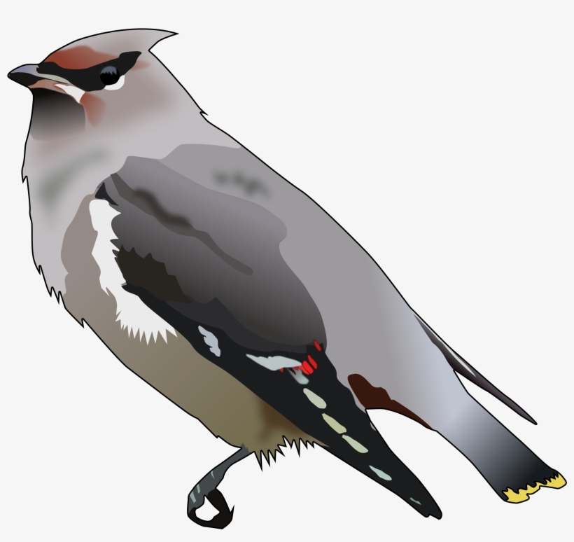 Big Image - Bohemian Waxwing Png, transparent png #3018619
