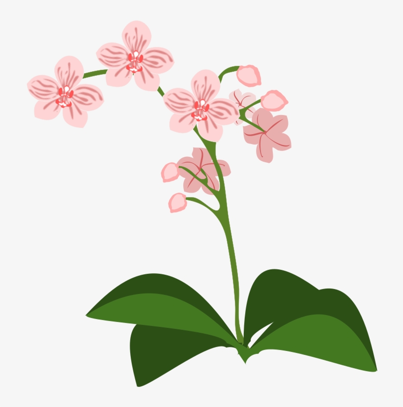 Png Medium - Orchidee Clipart, transparent png #3018681