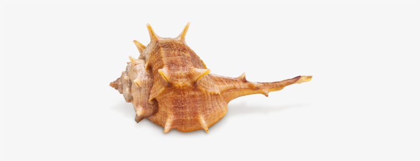 Seasnail - Snail Sea, transparent png #3019137