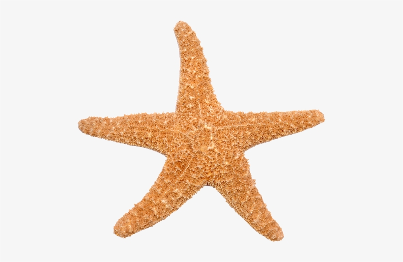 Si La Estrella De Mar Pierde Uno De Sus Brazos, No - Estrella De Mar Png, transparent png #3019162