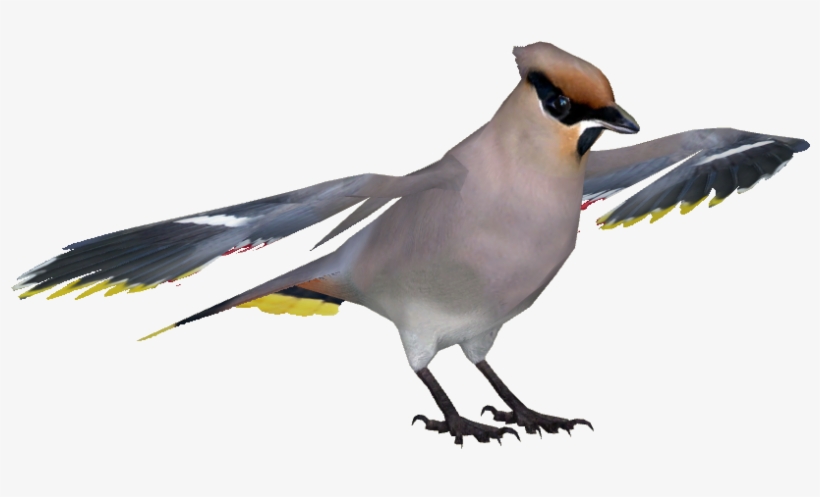 Bohemian Waxwing, transparent png #3019364