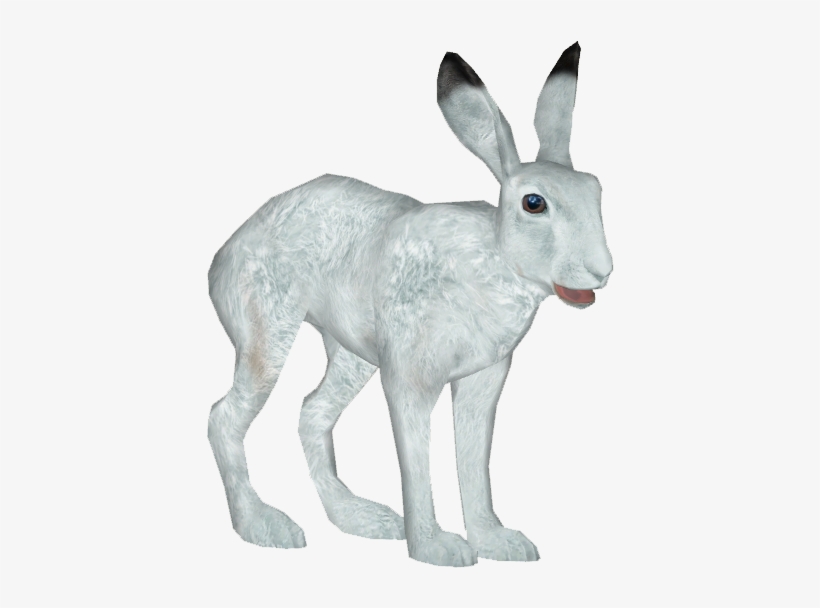 Arctic Hare - Arctic Hare Png, transparent png #3020010