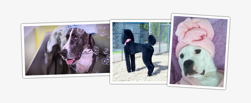 Grooming Pets Dogs Day Inn Richmond Va - Dog's Day Inn, transparent png #3021641