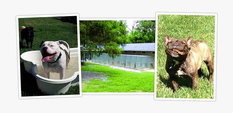 Dog Boarding Dogs Day Inn Richmond Va - Havana Brown, transparent png #3022185