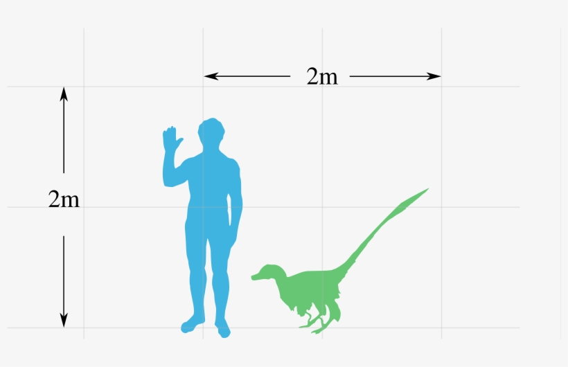800px Vraptor Scale Svg - Velociraptor Scale, transparent png #3024329