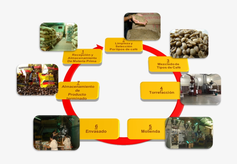 Conoce El Proceso - Proceso De Cafe, transparent png #3024516