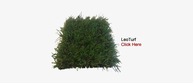 Leoturf-cutout - Lodgepole Pine, transparent png #3024802