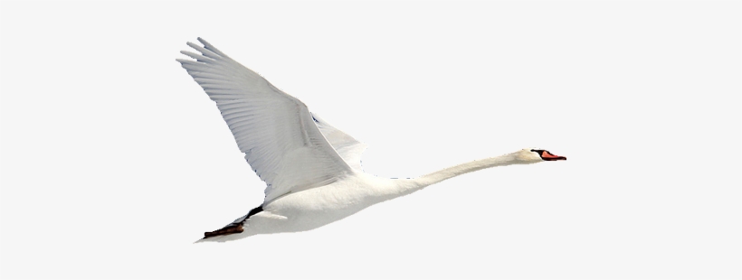 Swan Energy Ltd - Swan In Flight Png, transparent png #3026665