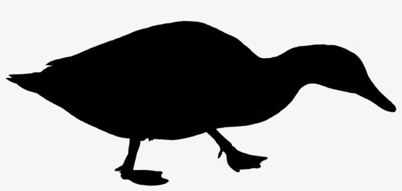 Duck Water Bird Silhouette - Poultry, transparent png #3026802