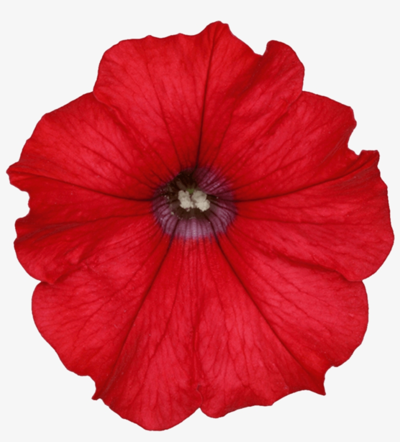 Surfinia® Trailing Red - Surfinia, transparent png #3027098