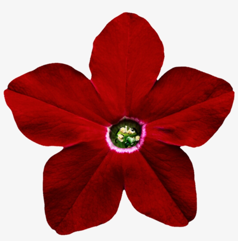 Petunia Png Pic - Flower, transparent png #3027123