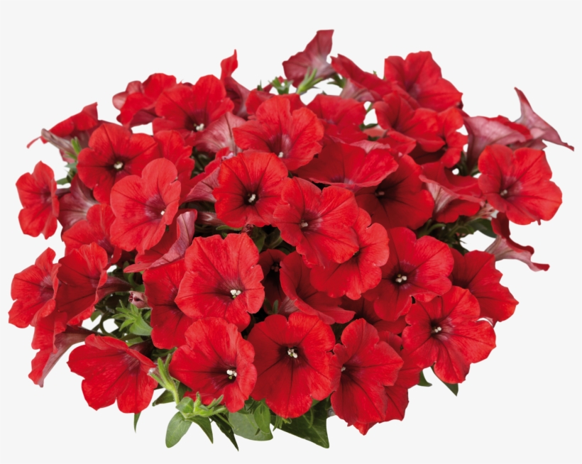 Contact - Surfinia Png, transparent png #3027150