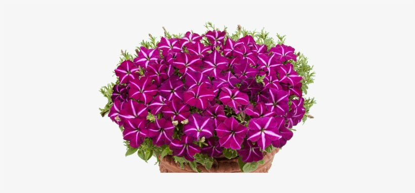 Petunia Gioconda Purple/white - Internet, transparent png #3027201
