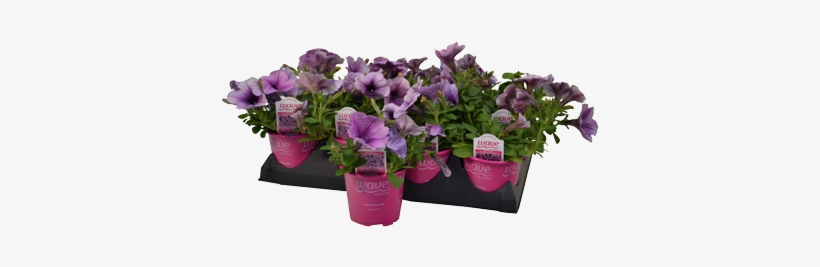 4″ Wave Petunia - Sweet Pea, transparent png #3027263