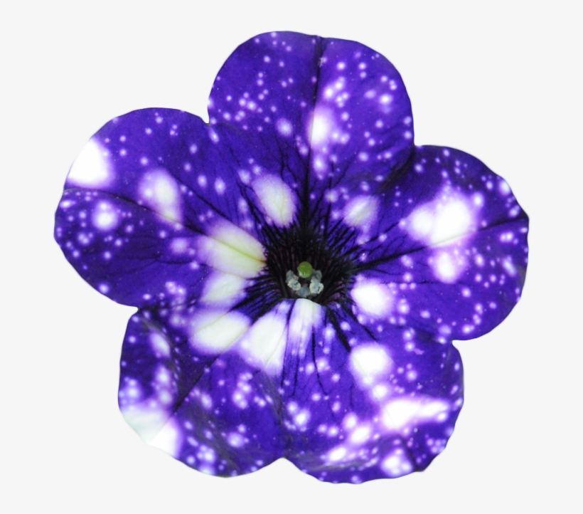 “night Sky Petunia - Night Sky Flowers, transparent png #3027287