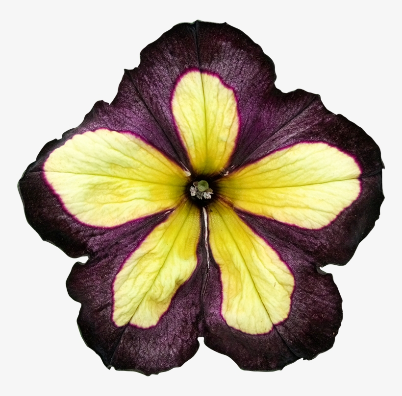 2018 03 27 - Clipping Path, transparent png #3027306