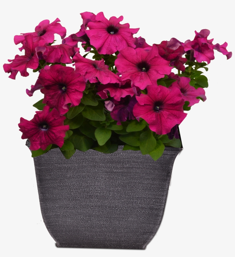 New 8" Container W Petunia - Periwinkle, transparent png #3027345