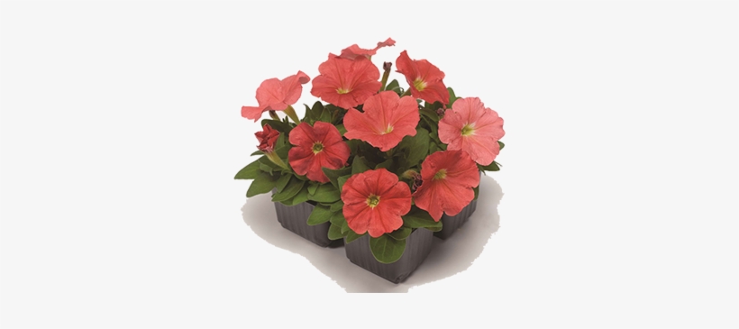 Petunia, transparent png #3027447
