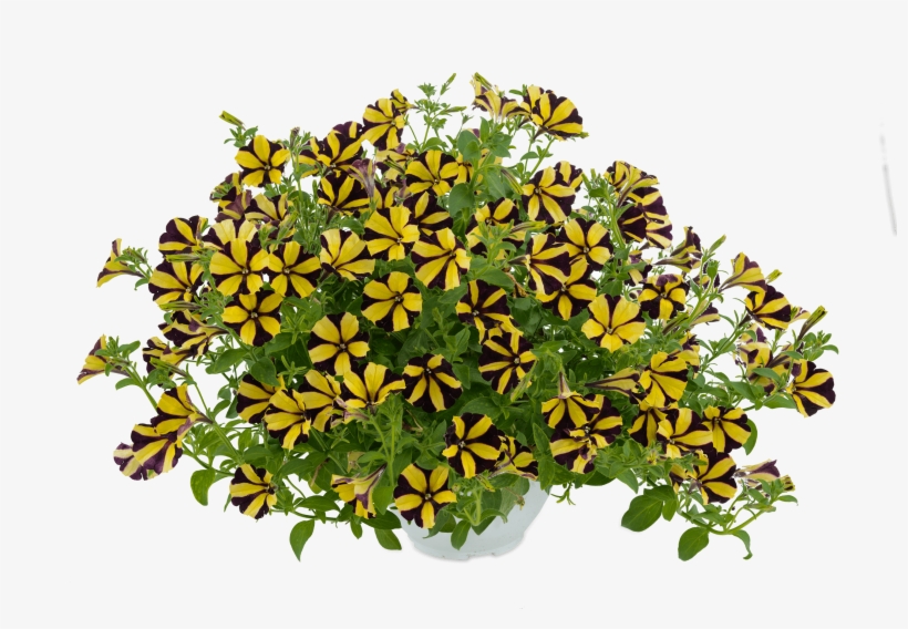Petunia - Sunflower Ray - Petunia, transparent png #3027546