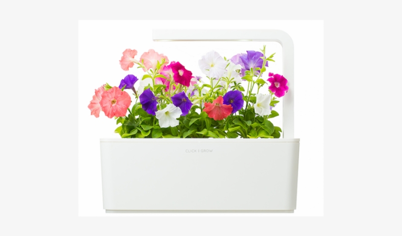 Petunia, transparent png #3027597