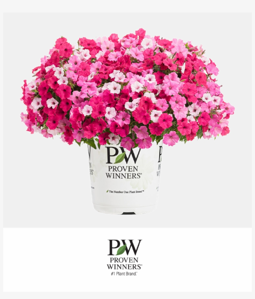 Petunia Bubblegum Series - Proven Winners, transparent png #3027658