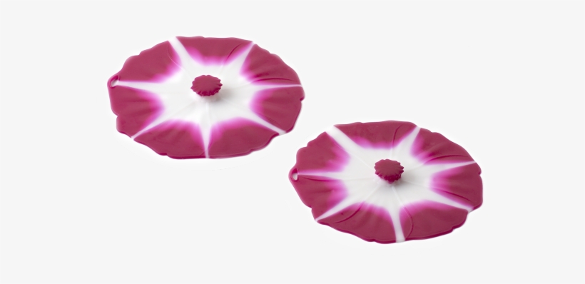 Morning Glory, transparent png #3027714