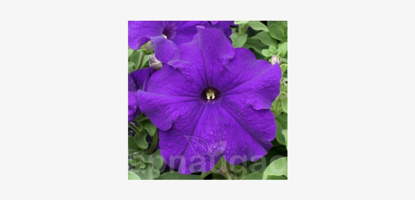 Petunia, transparent png #3027896